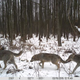 Illustration for article titled Wildlife Is Making a Comeback at Chernobyl — Now That People Have Left